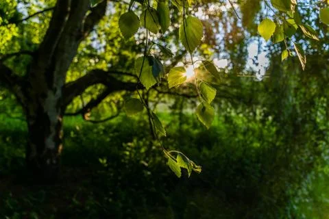 Under the single young birch tree Stock Photos