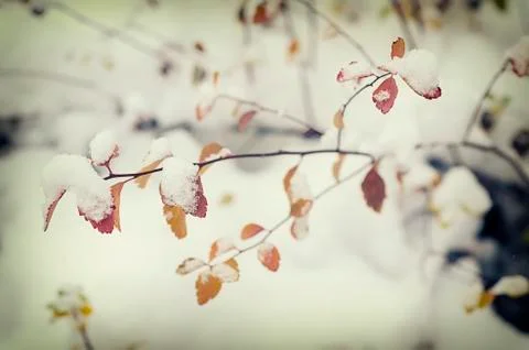 Under the snow Stock-Fotos