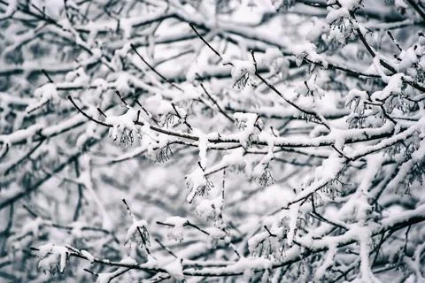 Under the snow Fotos Stock