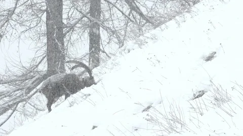 Under snowfall, Alpine ibex covered by snow (Capra ibex) Stock Footage 235988459