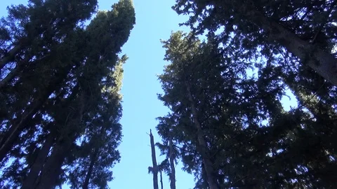 Under some cypress trees Video stock 127544890