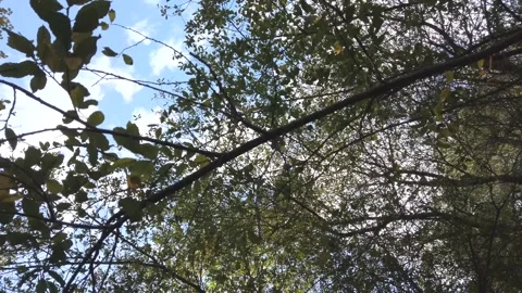 Under the spring trees view Stock Footage 141108812