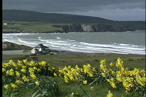 Under a stormy sky, bright yellow blossoms are tossed about by gusts of wind, 스톡 동영상 438600