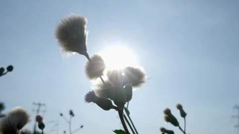 Under the sun - dandelions Stock Footage 258107687