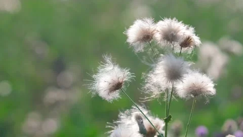 Under the sun - swinging dandelions Stock Footage 258107705
