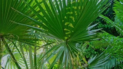 Under the sunlight shining through the leaves coconut in island holiday. Video stock 159232120