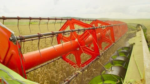 Under the sun's rays, the combine does its work in the wheat field. Stock Footage 264305856