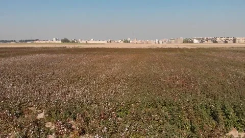 Under the sun’s warm glow cotton farmlands glisten white, stock footage. Stock Footage 304935853