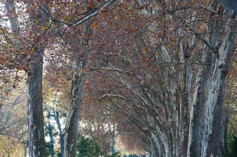 Under sycamore trees Stock Photos