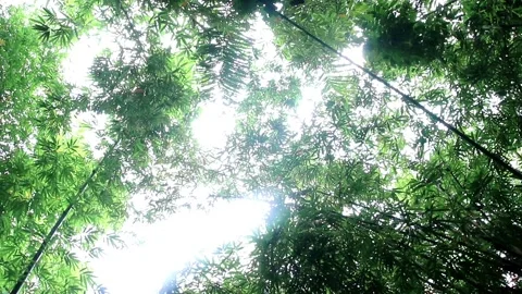 Under tall bamboo trees Stock Footage 283615424