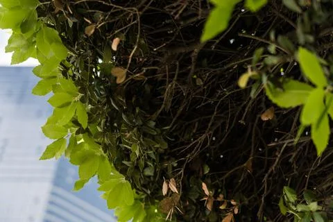 Under the thick, green canopy of a tree in the garden Stock Photos
