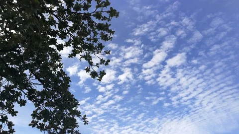 Under tree and blue sky footage camera movement. Stock Footage 90533686