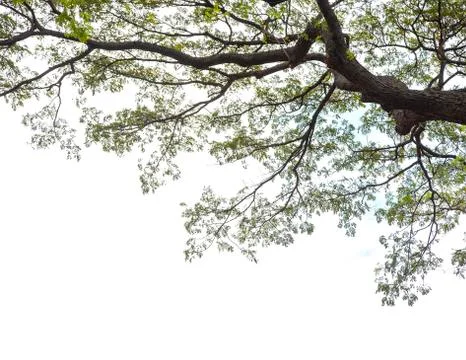 Under the tree with branch Foto stock