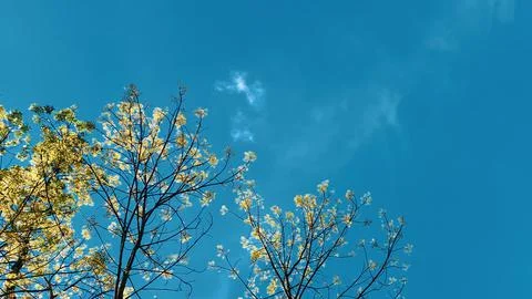 Under the tree with bright sky background Stock Photos