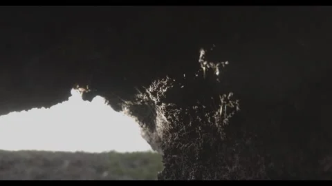 UNDER A TREE CLOSE UP Stock Footage 277347543