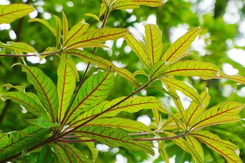 Under the tree concept, Green leaf close up shot with light shines through .. Fotos de archivo