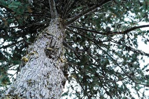Under the Tree with Cracked Wrinkly Cortex Bark Stock Photos