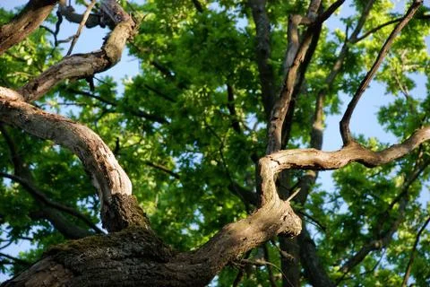 Under the tree crown Stock Photos