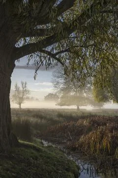 Under the tree at dawn Foto stock