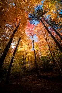 Under the tree by a fall day Stock Photos