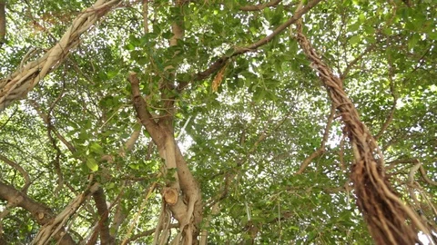 Under A Tree Stock Footage 105220860