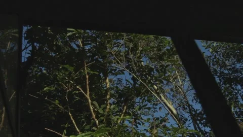 UNDER THE TREE Stock-Footage 250624794