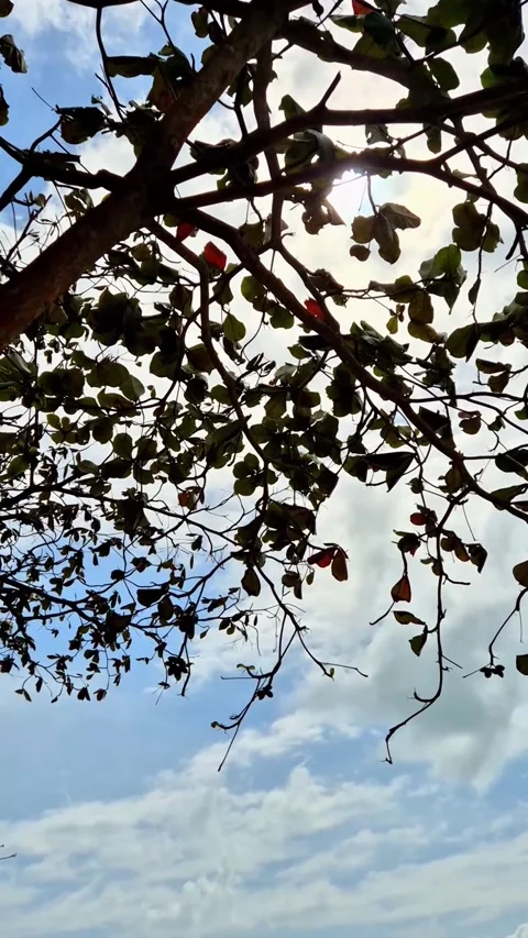 Under the tree Stock Footage 292974794