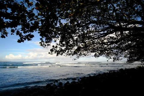 Under a tree in hawaii 스톡 사진