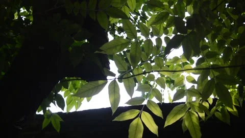 Under the tree leaves Video stock 172544166