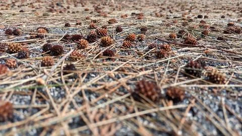 Under the tree lie many small cones of the coniferous family Stock Photos
