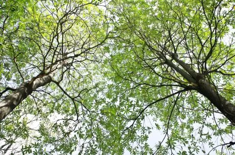 Under the tree Foto stock