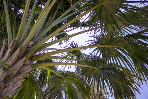 Under the tree Stock Photos