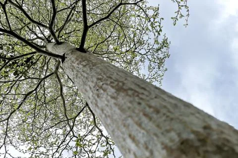Under the tree Stock Photos