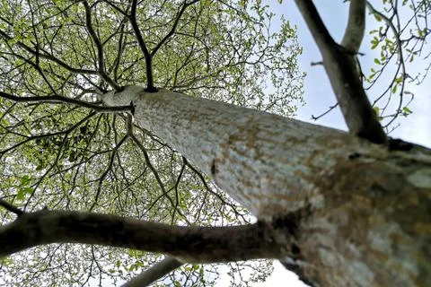 From under the tree Stock Photos