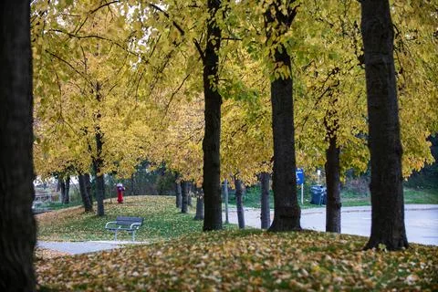Under Tree Stock Photos