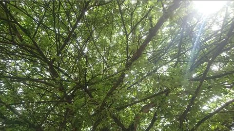 Under the tree Stock-Fotos