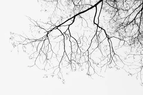 Under tree silhouette non leaf on white background Stock Photos
