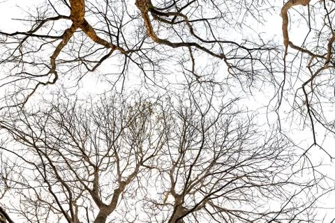 Under tree silhouette non leaf on white background Stock Photos