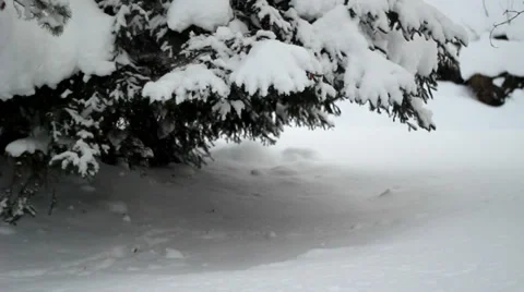 Under Tree Snowfall Stockbeeldmateriaal 33997479