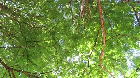 Under a tree in the sunlight Stock Footage 66491953
