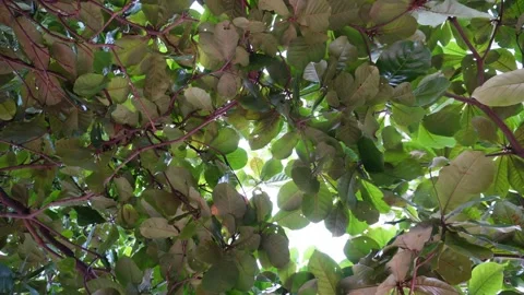 Under the tree with sunlight shining through Video stock 258755826