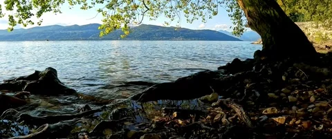Under the tree on a sunny day in cinemascope Stock Footage 299869342