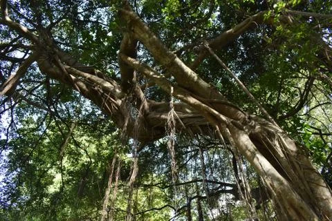 Under the tree taking a fresh chilly breath in Da Nang Vietnam 写真素材