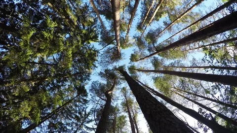 Under tree tops Stock Footage 77476767