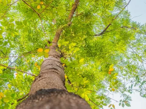 Under tree view with beautiful leaf Stock Photos