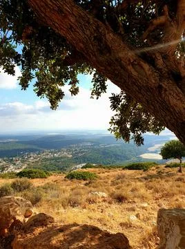 Under the Tree view Stock Photos