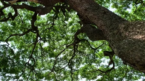 Under the tree, wide branches of tree and green leaves cover sky Stock Footage 198809868