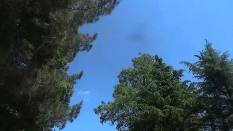 Under the trees by car Stock Footage 112894587