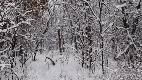 Under the trees during snowfall Stock Footage 108570958