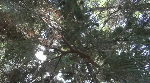 Under the Trees 動画素材 62744453